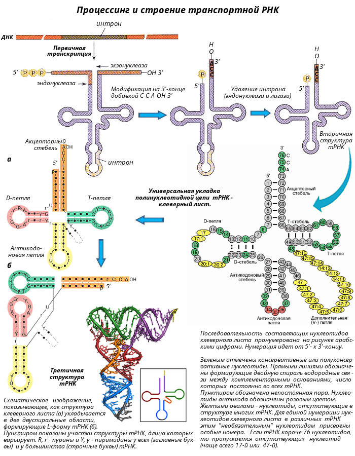 Основные этапы биосинтеза белка