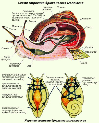 Контагиозный моллюск: симптомы, диагностика, лечение