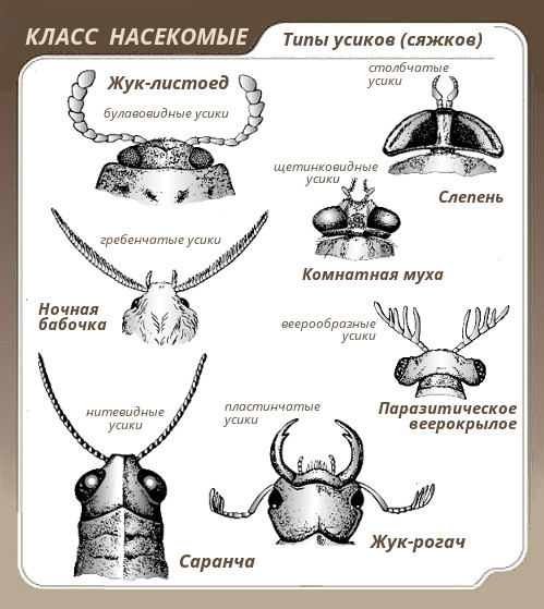 Типы усиков насекомых