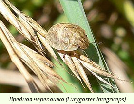    Eurygaster integriceps