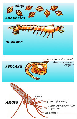    Anopheles