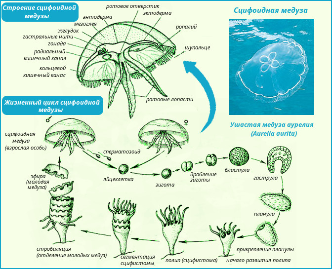 Сцифоидная медуза