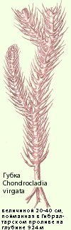 Chondrocladia virgata
