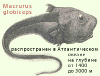 Macrurus globiceps