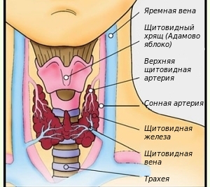 Как проверить щитовидную железу