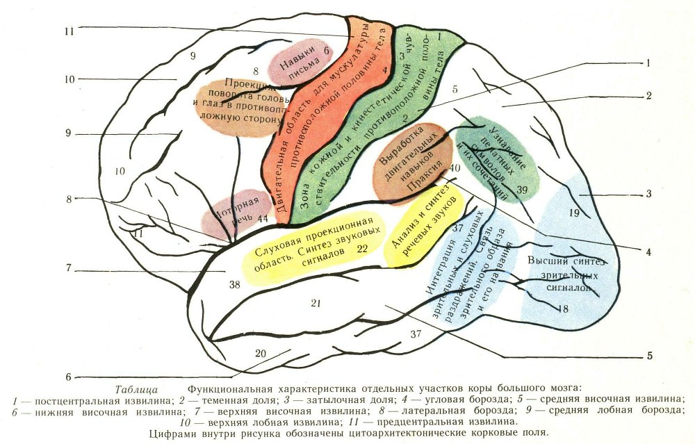 Кора Большого Мозга фото