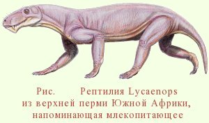 Lycaenops, 