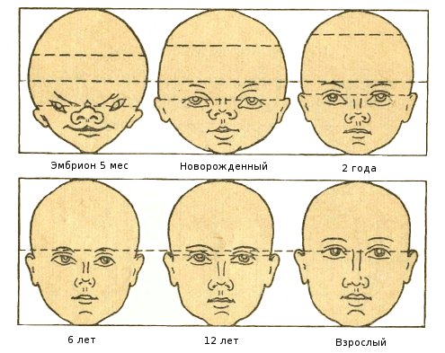 Гармоничный рост головы ребёнка: размеры, форма и окружность