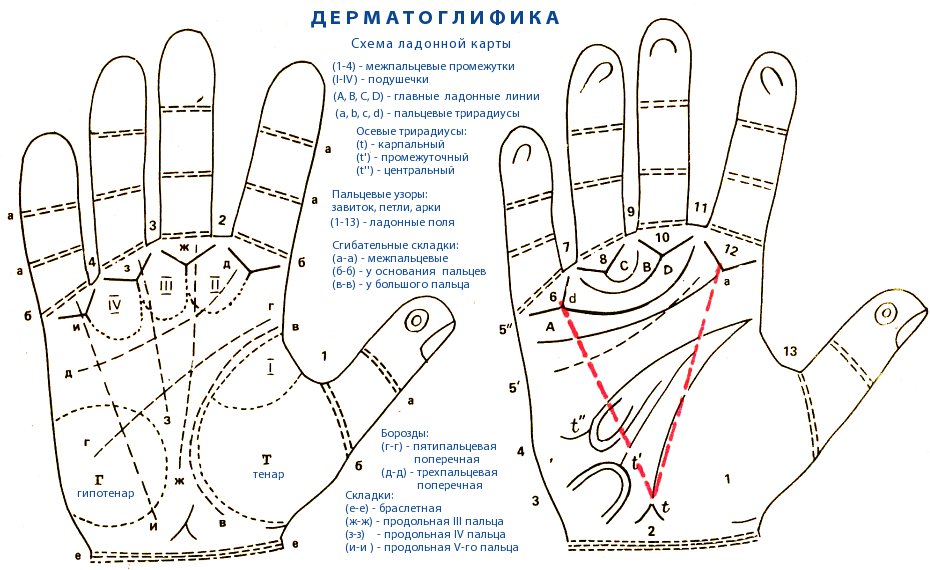 Хирология: как читают судьбу по узорам на пальцах