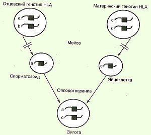   HLA